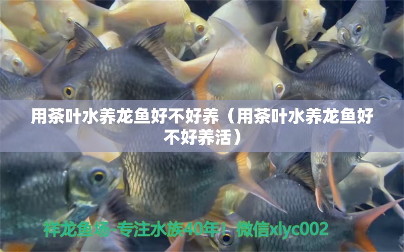 用茶葉水養(yǎng)龍魚好不好養(yǎng)（用茶葉水養(yǎng)龍魚好不好養(yǎng)活） 祥龍水族醫(yī)院