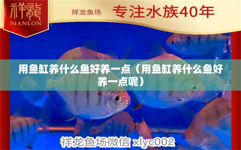 用魚缸養(yǎng)什么魚好養(yǎng)一點（用魚缸養(yǎng)什么魚好養(yǎng)一點呢）