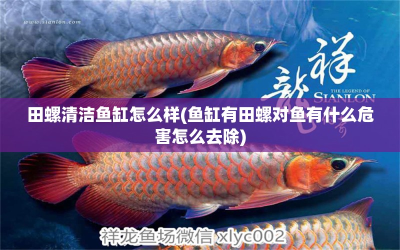 田螺清潔魚缸怎么樣(魚缸有田螺對魚有什么危害怎么去除) 蘇虎