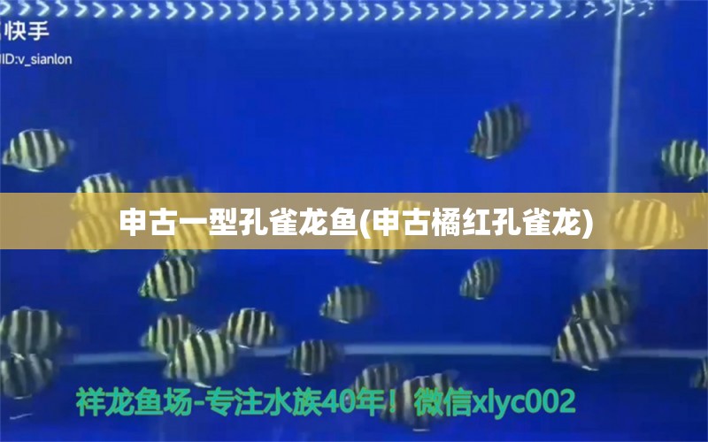 申古一型孔雀龍魚(申古橘紅孔雀龍) 魚缸水質(zhì)穩(wěn)定劑