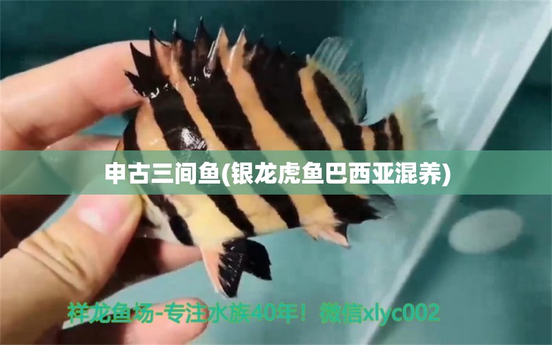 申古三間魚(銀龍虎魚巴西亞混養(yǎng))