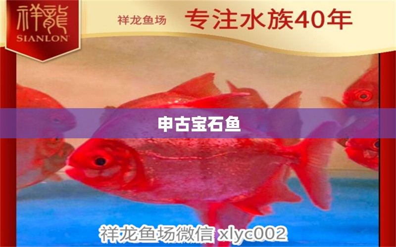 申古寶石魚