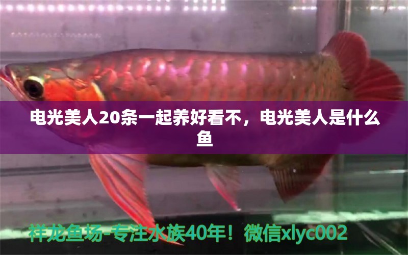 電光美人20條一起養(yǎng)好看不，電光美人是什么魚 大湖紅龍魚