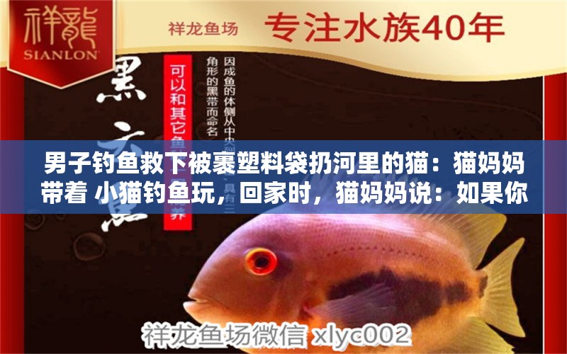 男子釣魚救下被裹塑料袋扔河里的貓：貓媽媽帶著 小貓釣魚玩，回家時(shí)，貓媽媽說：如果你把你釣的魚給我一條，我的魚就是你的2倍，如果我給你1條 垂釣樂園