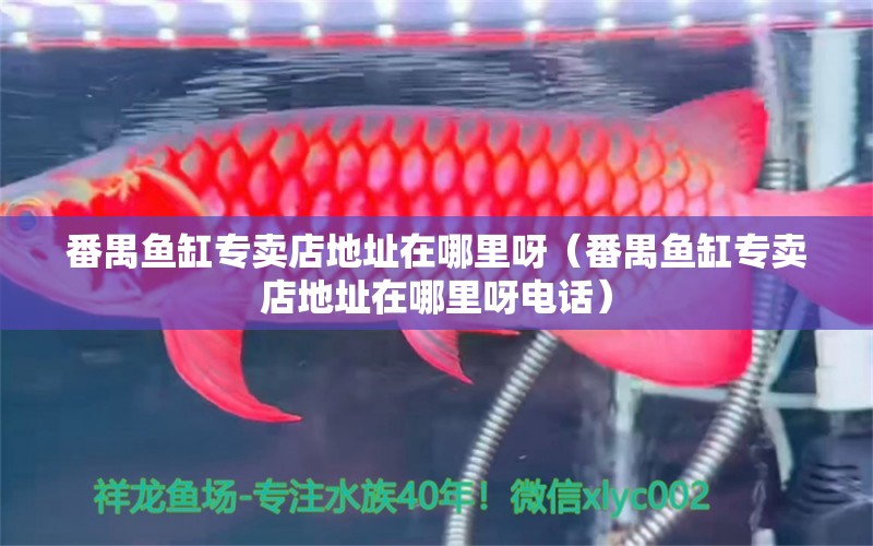 番禺魚缸專賣店地址在哪里呀（番禺魚缸專賣店地址在哪里呀電話）