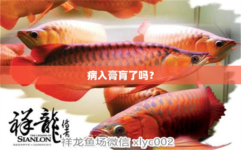 病入膏肓了嗎？ 龍魚疾病與治療