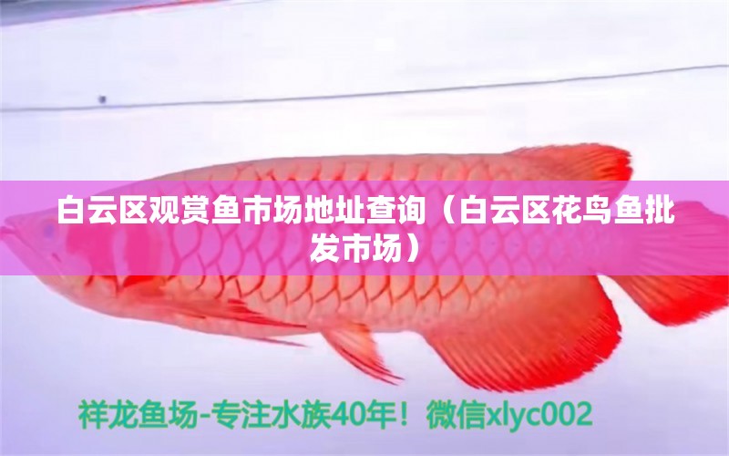 白云區(qū)觀賞魚市場地址查詢（白云區(qū)花鳥魚批發(fā)市場） 觀賞魚市場（混養(yǎng)魚）