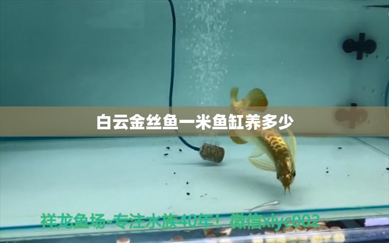 白云金絲魚一米魚缸養(yǎng)多少 泰國虎魚（泰虎） 第2張