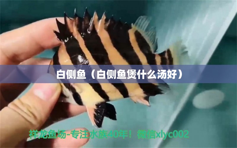 白側(cè)魚（白側(cè)魚煲什么湯好）