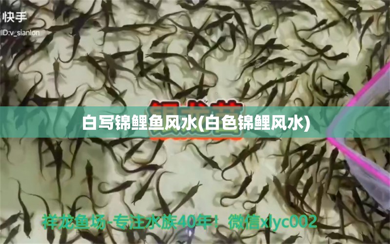 白寫錦鯉魚風水(白色錦鯉風水)