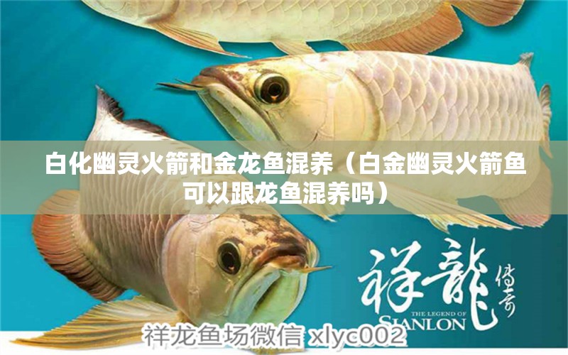 白化幽靈火箭和金龍魚混養(yǎng)（白金幽靈火箭魚可以跟龍魚混養(yǎng)嗎）