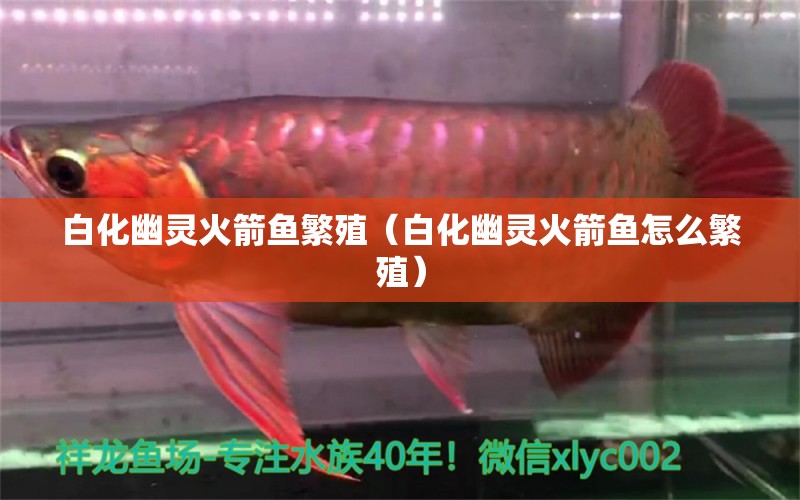 白化幽靈火箭魚繁殖（白化幽靈火箭魚怎么繁殖） 藍底過背金龍魚