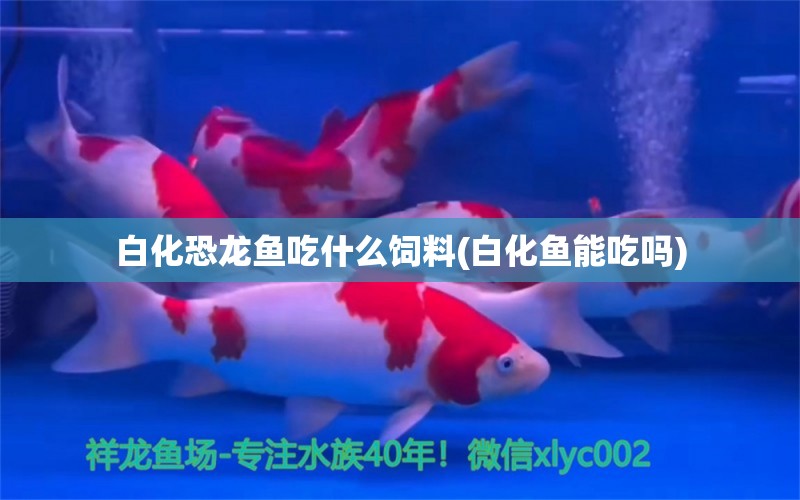 白化恐龍魚吃什么飼料(白化魚能吃嗎) 黃金斑馬魚