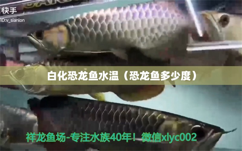 白化恐龍魚水溫（恐龍魚多少度）