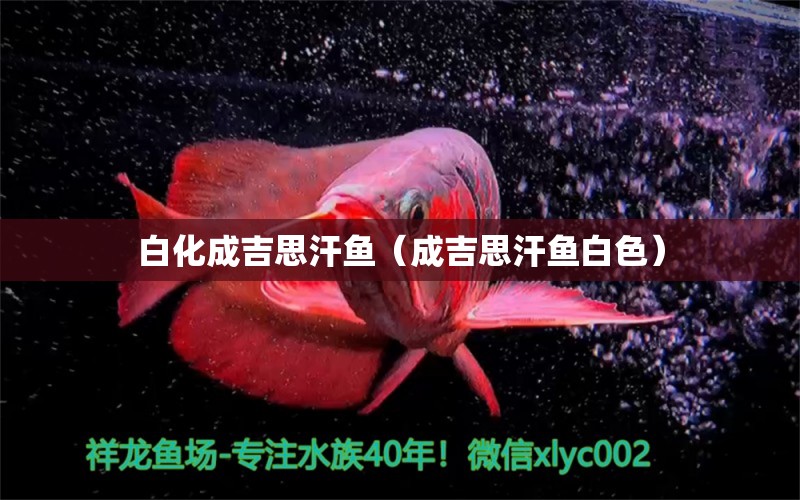 白化成吉思汗魚（成吉思汗魚白色）