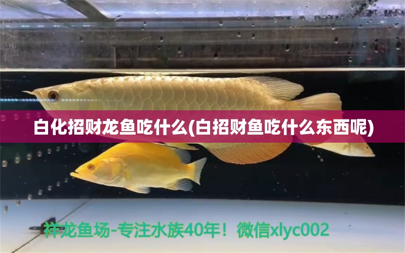 白化招財(cái)龍魚吃什么(白招財(cái)魚吃什么東西呢) 紅頭利魚