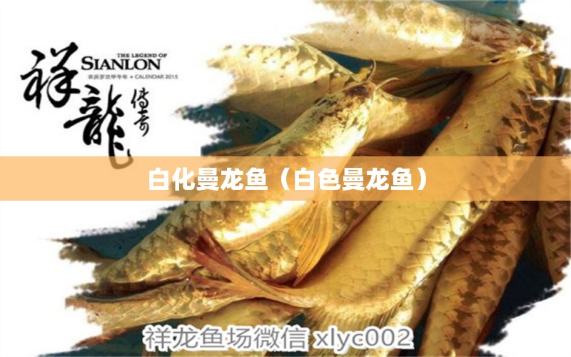 白化曼龍魚(yú)（白色曼龍魚(yú)） 祥龍水族醫(yī)院