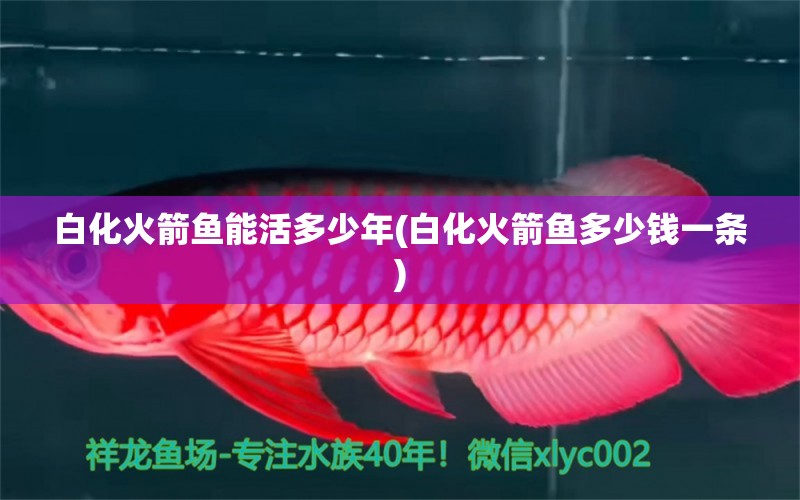 白化火箭魚能活多少年(白化火箭魚多少錢一條)