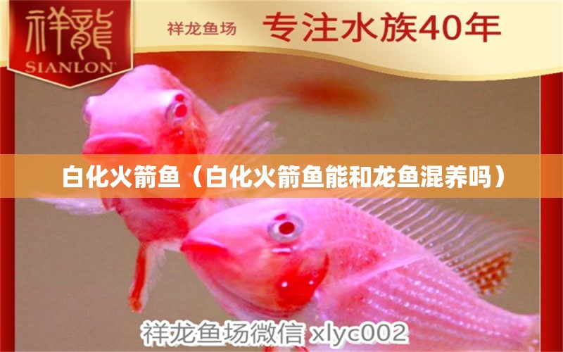 白化火箭魚（白化火箭魚能和龍魚混養(yǎng)嗎）