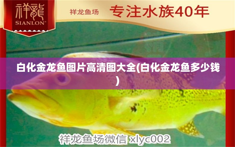 白化金龍魚圖片高清圖大全(白化金龍魚多少錢) 胭脂孔雀龍魚