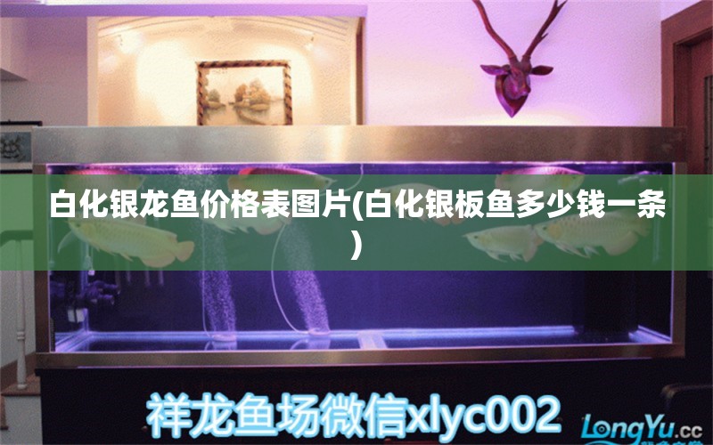 白化銀龍魚價格表圖片(白化銀板魚多少錢一條)