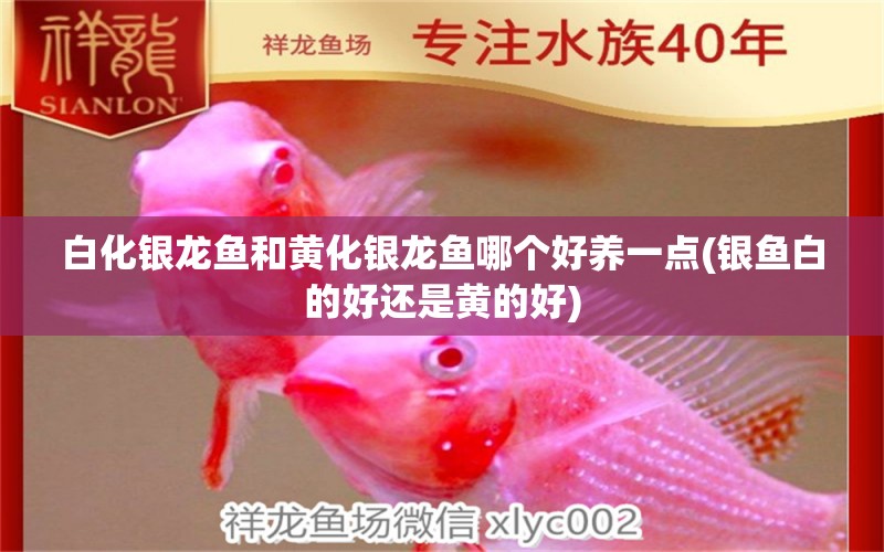 白化銀龍魚和黃化銀龍魚哪個(gè)好養(yǎng)一點(diǎn)(銀魚白的好還是黃的好) 銀龍魚