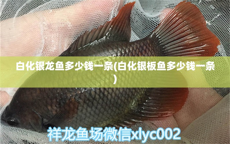 白化銀龍魚多少錢一條(白化銀板魚多少錢一條) 銀龍魚