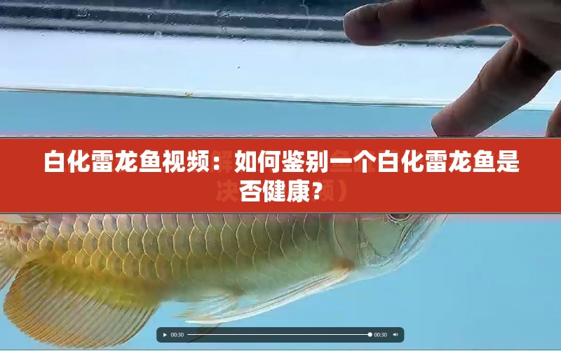 白化雷龍魚視頻：如何鑒別一個(gè)白化雷龍魚是否健康？ 水族問(wèn)答