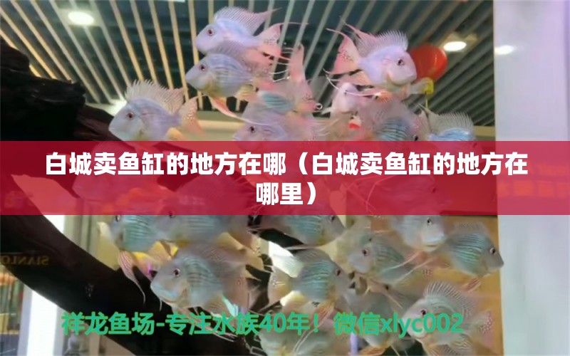 白城賣魚缸的地方在哪（白城賣魚缸的地方在哪里） 其他品牌魚缸