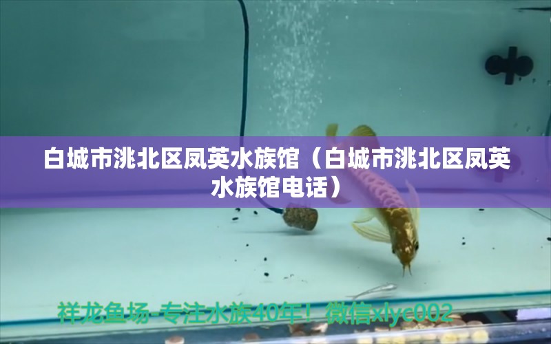 白城市洮北區(qū)鳳英水族館（白城市洮北區(qū)鳳英水族館電話） 全國水族館企業(yè)名錄