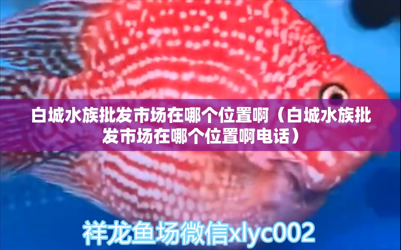 白城水族批發(fā)市場(chǎng)在哪個(gè)位置?。ò壮撬迮l(fā)市場(chǎng)在哪個(gè)位置啊電話）