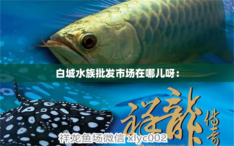 白城水族批發(fā)市場在哪兒呀： 觀賞魚水族批發(fā)市場