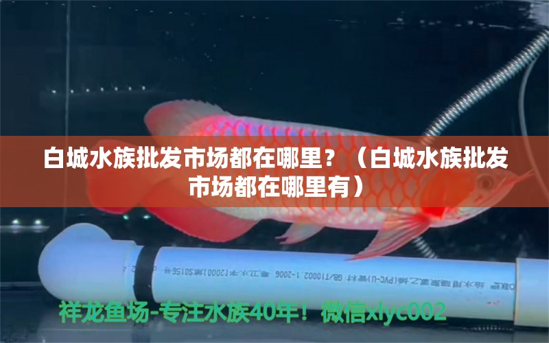 白城水族批發(fā)市場都在哪里？（白城水族批發(fā)市場都在哪里有） 水族雜談