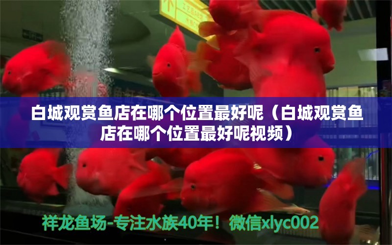 白城觀賞魚店在哪個(gè)位置最好呢（白城觀賞魚店在哪個(gè)位置最好呢視頻） 金頭過背金龍魚