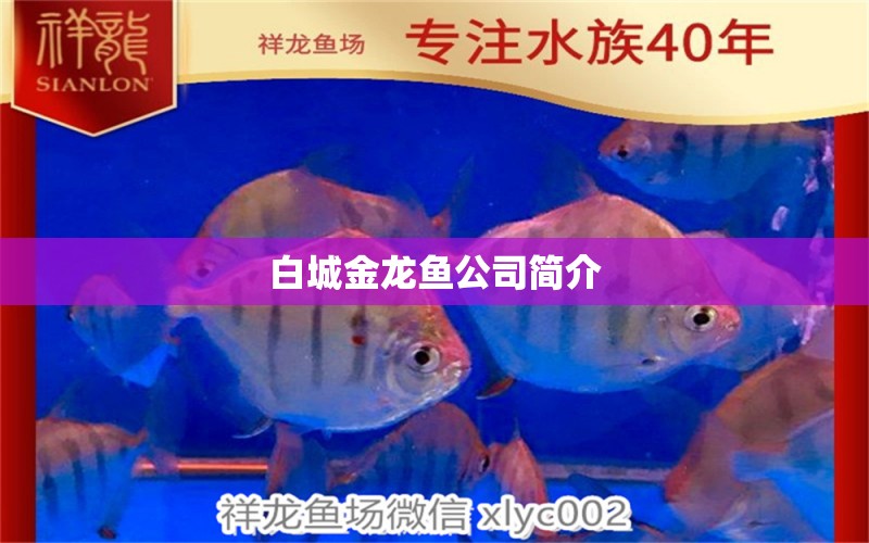 白城金龍魚公司簡介 賽級紅龍魚