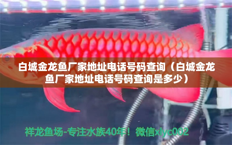 白城金龍魚廠家地址電話號(hào)碼查詢（白城金龍魚廠家地址電話號(hào)碼查詢是多少） 祥龍水族醫(yī)院