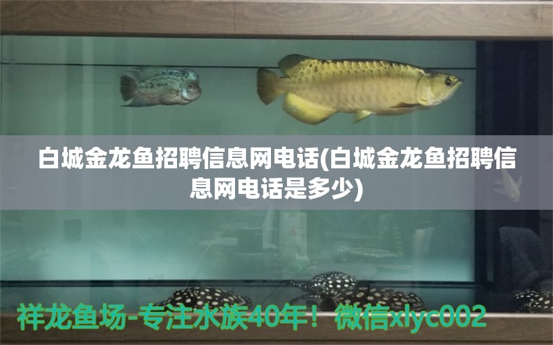 白城金龍魚招聘信息網(wǎng)電話(白城金龍魚招聘信息網(wǎng)電話是多少) 潛水艇魚