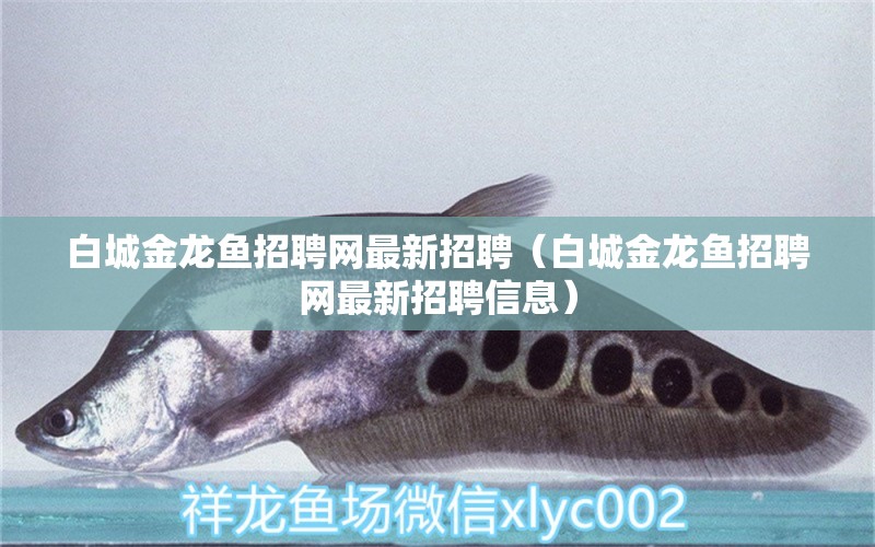 白城金龍魚招聘網(wǎng)最新招聘（白城金龍魚招聘網(wǎng)最新招聘信息）