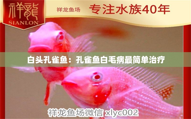 白頭孔雀魚：孔雀魚白毛病最簡(jiǎn)單治療