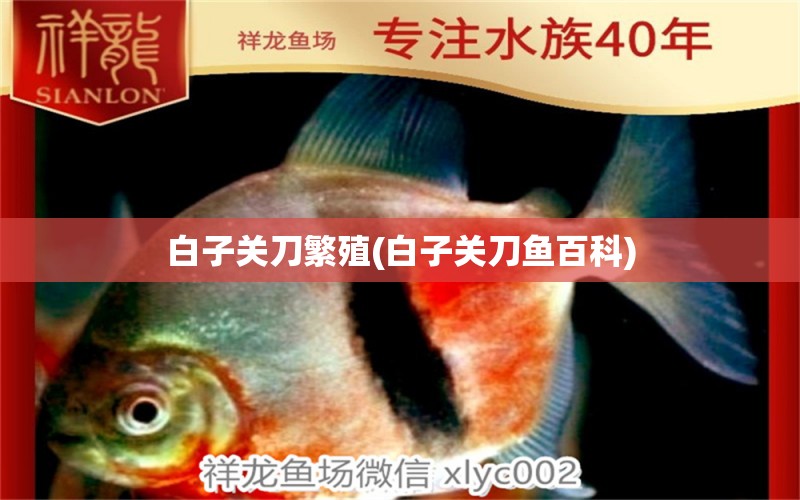 白子關(guān)刀繁殖(白子關(guān)刀魚(yú)百科) 白子關(guān)刀魚(yú)