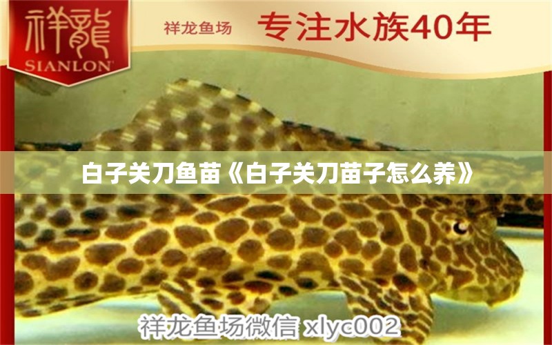 白子關(guān)刀魚苗《白子關(guān)刀苗子怎么養(yǎng)》 白子關(guān)刀魚