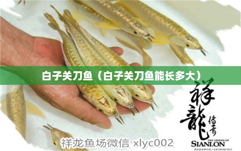 白子關(guān)刀魚（白子關(guān)刀魚能長(zhǎng)多大） 白子關(guān)刀魚