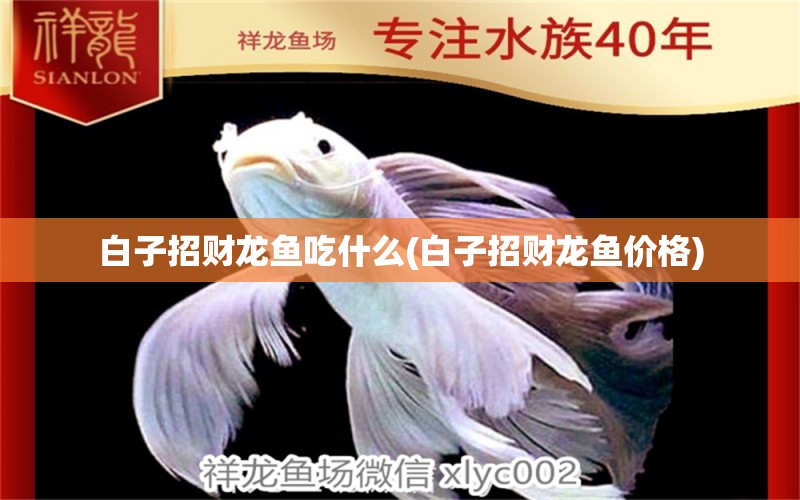 白子招財(cái)龍魚(yú)吃什么(白子招財(cái)龍魚(yú)價(jià)格) 魟魚(yú)百科