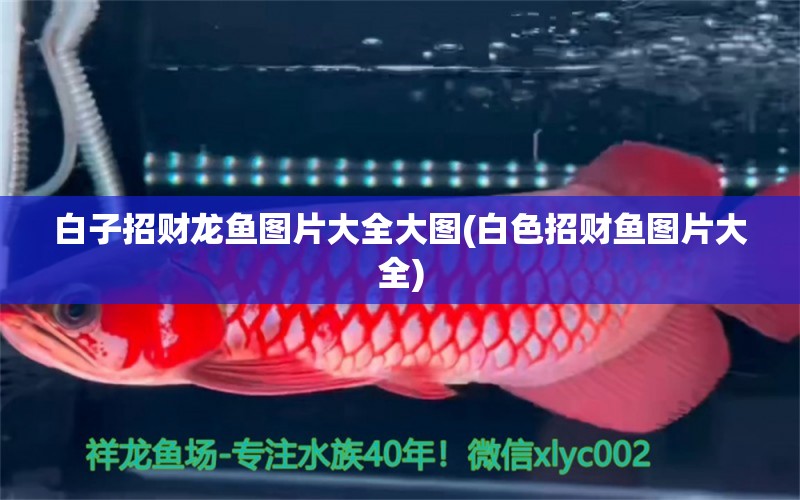 白子招財龍魚圖片大全大圖(白色招財魚圖片大全) 羅漢魚