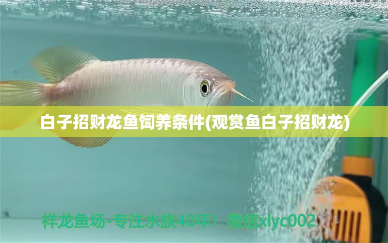 白子招財(cái)龍魚飼養(yǎng)條件(觀賞魚白子招財(cái)龍)