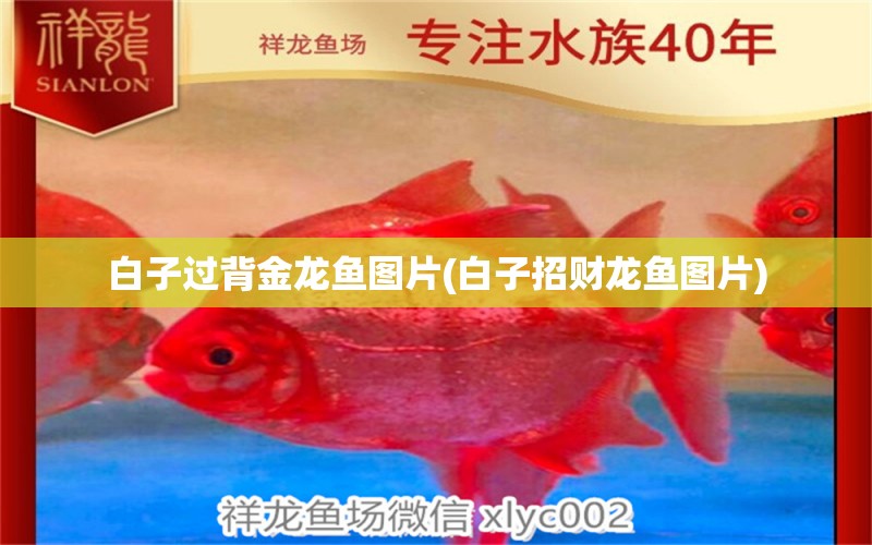 白子過背金龍魚圖片(白子招財龍魚圖片) 過背金龍魚