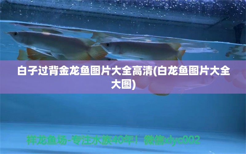 白子過背金龍魚圖片大全高清(白龍魚圖片大全大圖) 過背金龍魚