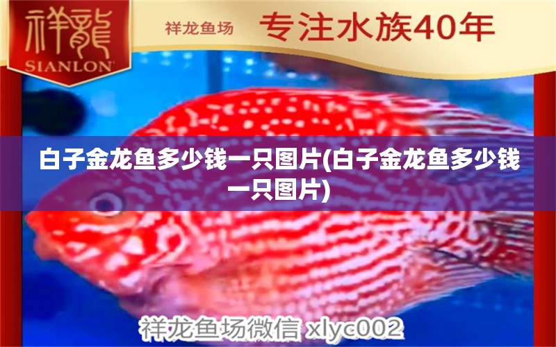 白子金龍魚多少錢一只圖片(白子金龍魚多少錢一只圖片) 白子金龍魚