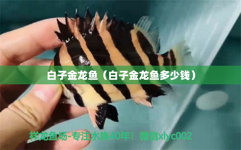 白子金龍魚（白子金龍魚多少錢）