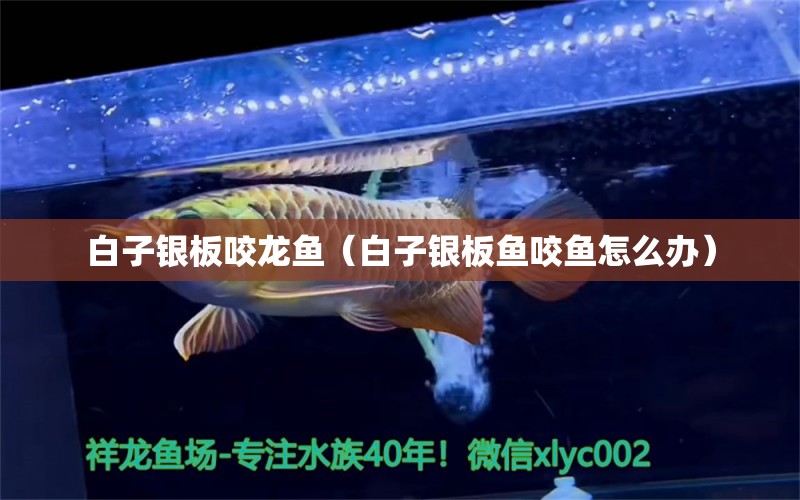 白子銀板咬龍魚（白子銀板魚咬魚怎么辦）